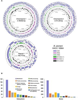 Exploring the comparative genome of rice pathogen Burkholderia plantarii: unveiling virulence, fitness traits, and a potential type III secretion system effector